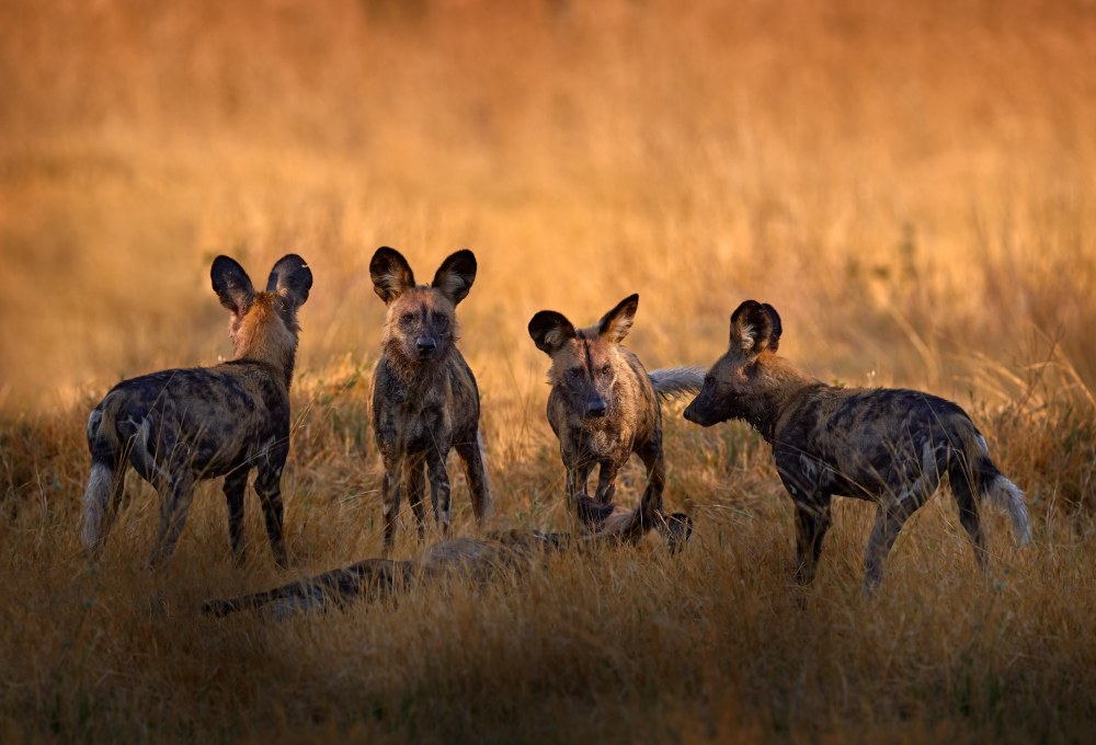 Safari im wilden Norden des Okavango: Ein Tag im Khwai Conservancy
